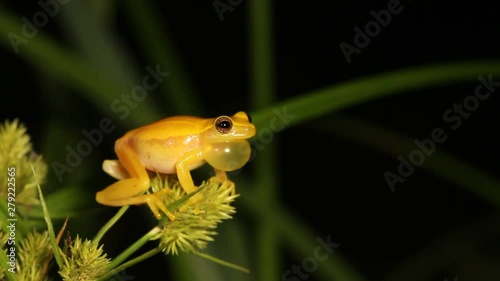 Cricket yellow frog photo