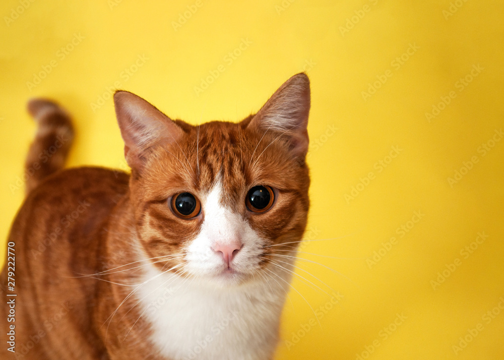 Cute red striped cat on a yellow background looks with a surprise look Cute red striped cat on a yellow background looks with a surprise look