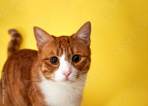 Cute red striped cat on a yellow background looks with a surprise look © Мария Ежова