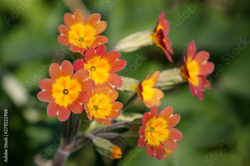 Oxlip