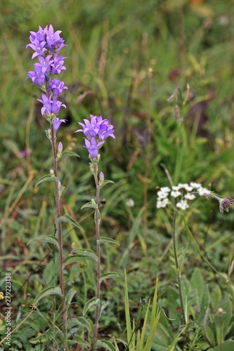 Knäuel-Glockenblume (Campanula glomerata)