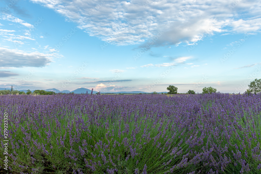 lavender field and blue sky