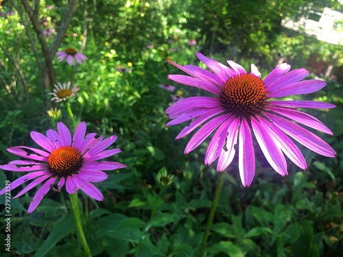 Coneflowers in garden