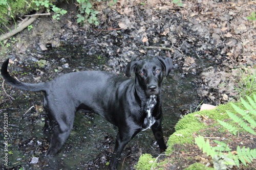 Obraz w ramie perro labrador