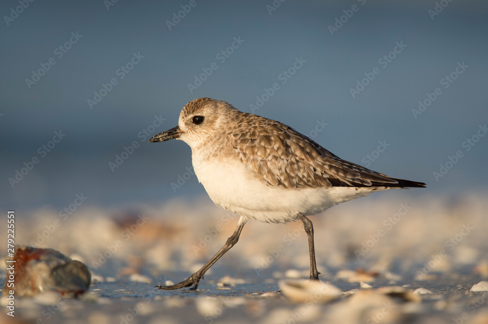 A Black-bellied Plover walking on the beach with shells with a smooth blue background in early morning sunlight. A Black-bellied Plover walking on the beach with shells with a smooth blue background in early morning sunlight.