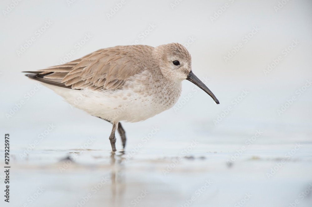 Obraz premium A Dunlin stands in shallow water and wet sand in soft light with a smooth background.