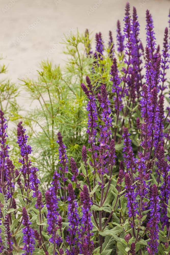 Naklejka premium Blooming salvia with blue flowers in the garden.