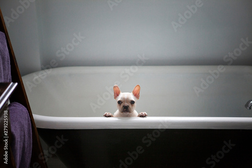 Canvas Print Portrait of French bulldog in bathtub