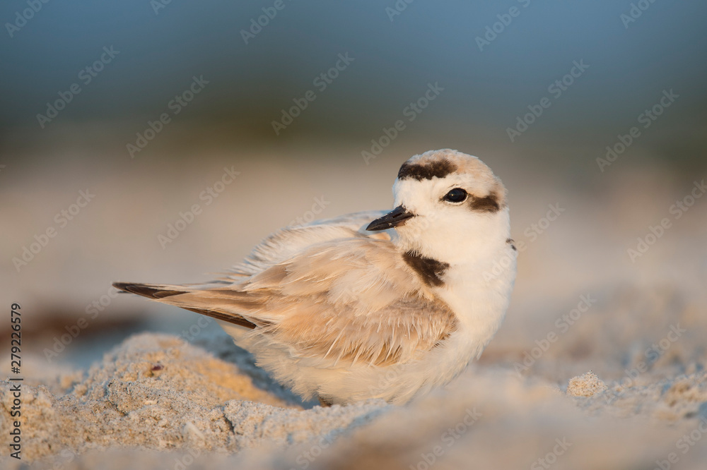 Obraz premium A small light Snowy Plover stands on a light sandy beach with a smooth brown and blue background in the golden early morning sunlight.