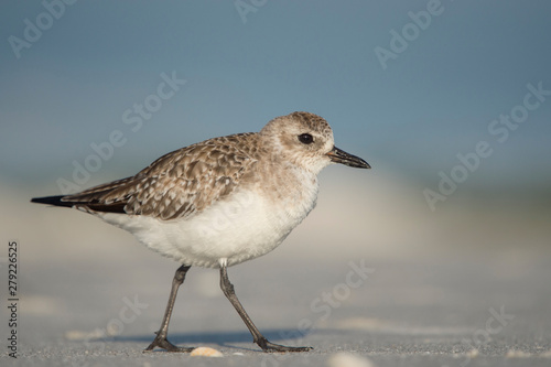 A Black-bellied Plover walks on a sandy beach in bright sun with a smooth blue background.