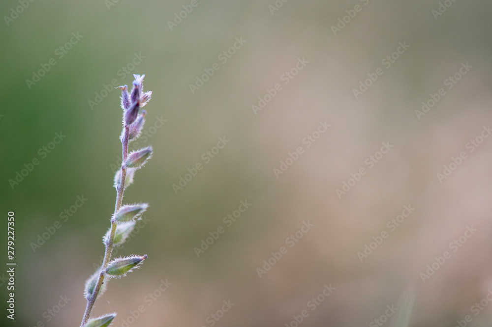 A tiny fuzzy green and purple plant stem with a smooth green and brown background in soft overcast light. A tiny fuzzy green and purple plant stem with a smooth green and brown background in soft overcast light.