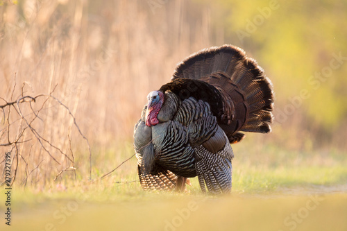 Canvas Print A male Wild Turkey puffs out its feathers and fans its tail as it displays in the early morning sunlight