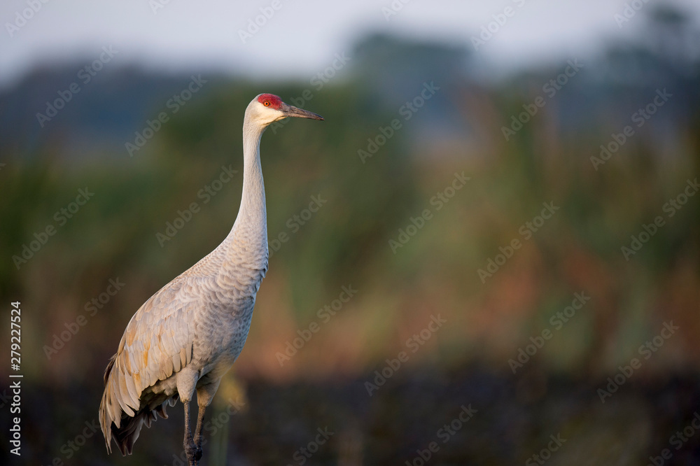 Naklejka premium A Sandhill Crane stands tall in green grass with a smooth textured background of green marsh grasses.