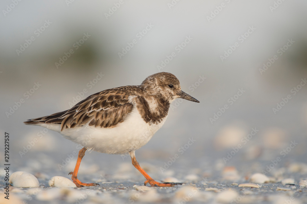 A Ruddy Turnstone walks on a sandy beach with small white shells on in with a smooth light background. A Ruddy Turnstone walks on a sandy beach with small white shells on in with a smooth light background.