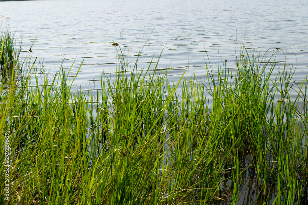 swamp bank in the reeds