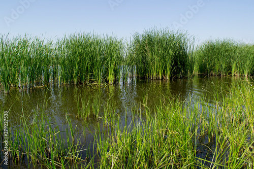 bog with reeds in sunny weather