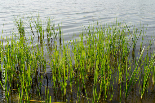 green reeds in the swamp