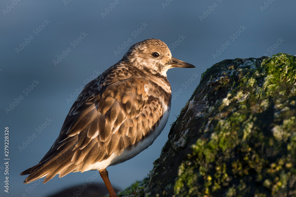 A close-up photo of a Ruddy Turnstone standing on a seaweed covered rock with a smooth blue background in the early morning sun. A close-up photo of a Ruddy Turnstone standing on a seaweed covered rock with a smooth blue background in the early morning sun.