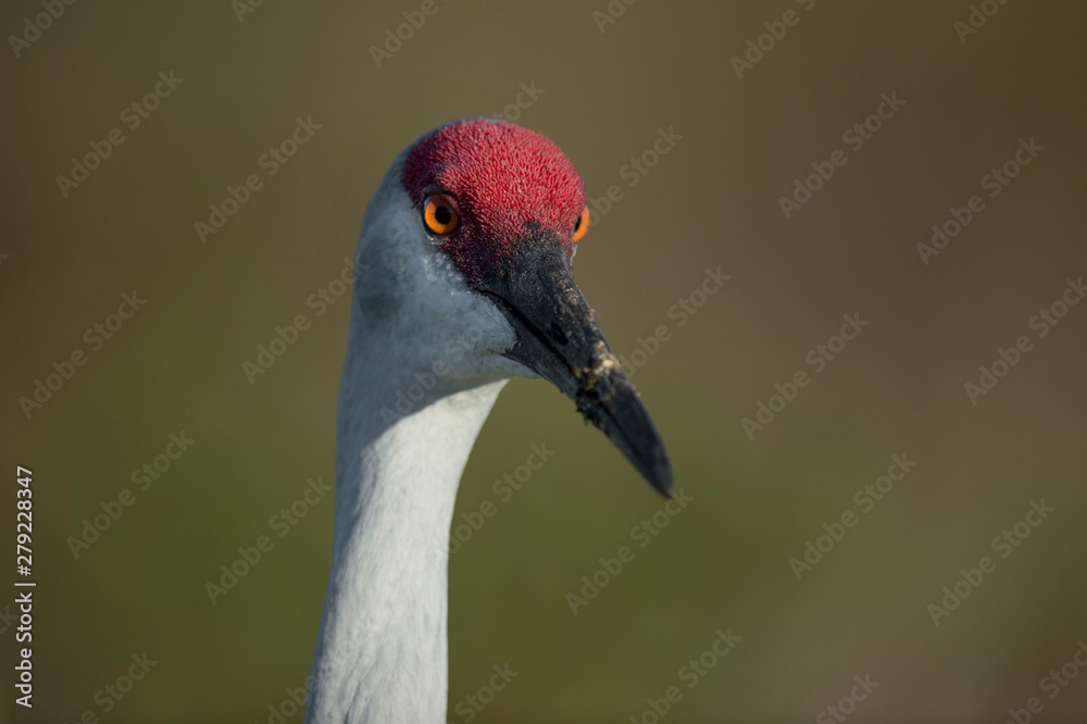 Obraz premium A Sandhill Crane close-up in the bright sun with its orange eyes glowing with a smooth green background.
