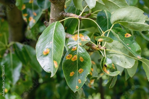 Plant disease detail, fungal infection Gymnosporangium sabinae. Pear rust, European pear rust, or pear trellis rust