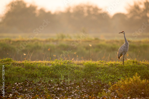 A Sandhill Crane stands in the golden morning sunlight as it glows in a scenic photo. photo