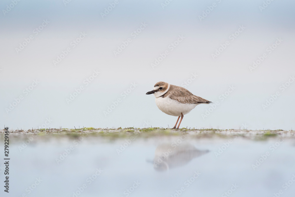 A Wilson's Plover stands on a small area of wet sand with its reflection in soft light with a smooth light blue background. A Wilson's Plover stands on a small area of wet sand with its reflection in soft light with a smooth light blue background.