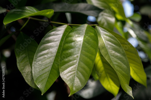 The green leaves are natural, look and feel calm and comfortable. photo