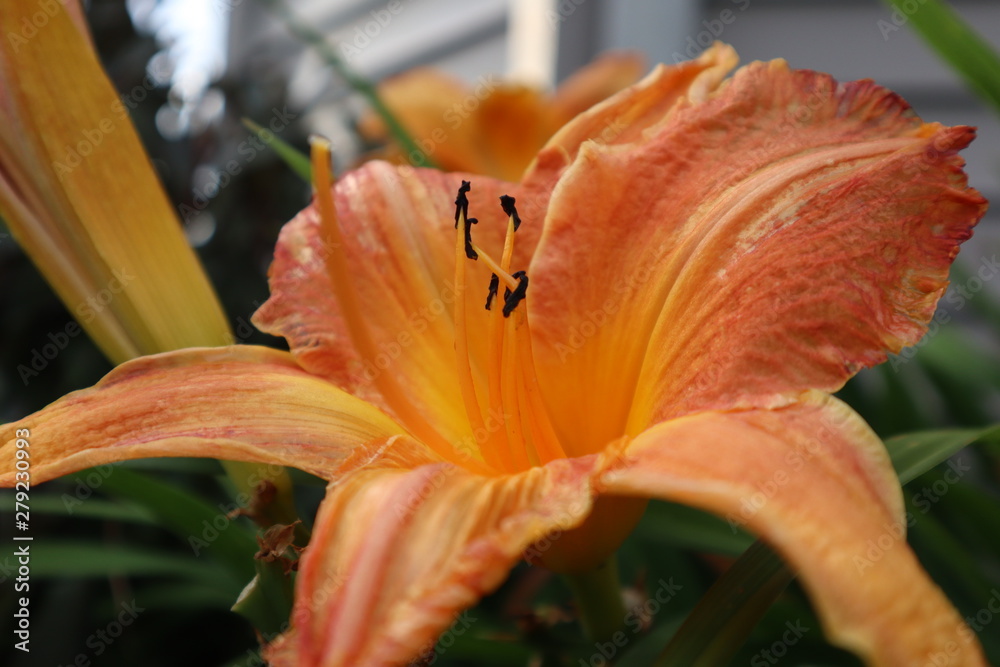 orange lily in the garden orange lily in the garden