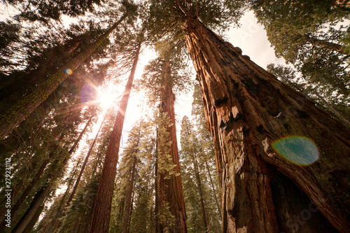 Low-angle view of trees in forest