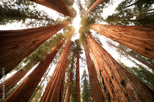Εκτύπωση καμβά Low-angle view of trees in forest