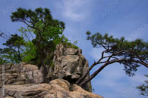 pine tree on rocks