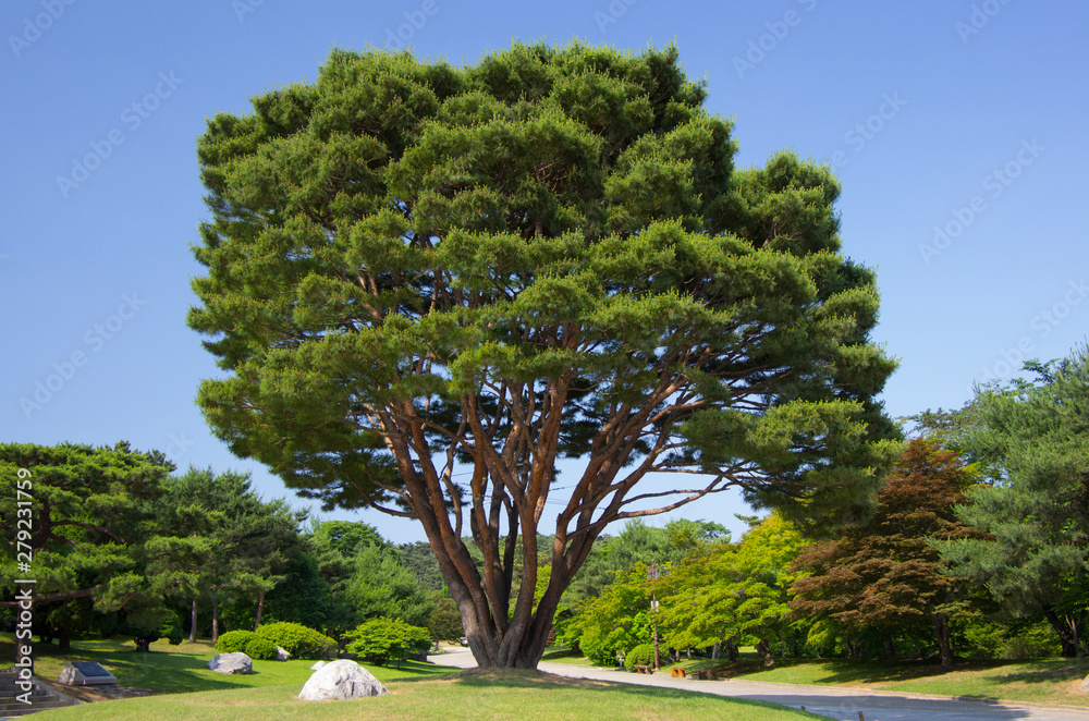 big red pine tree