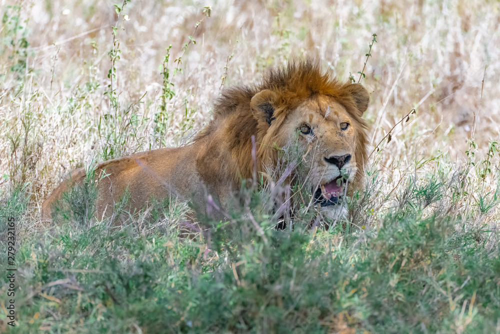 A lion standing in the wild grass the savannah, roaring A lion standing in the wild grass the savannah, roaring
