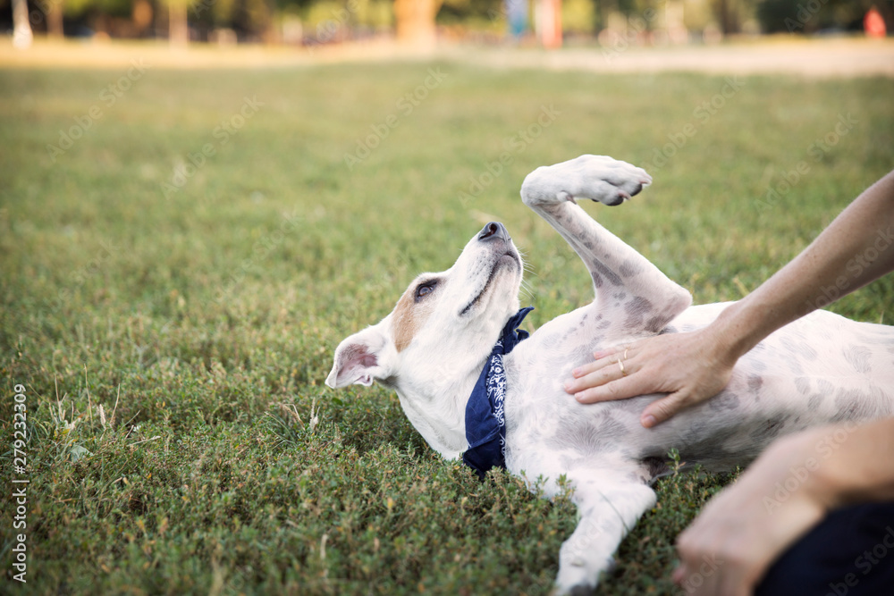 Fototapet Woman rubbing dog's belly