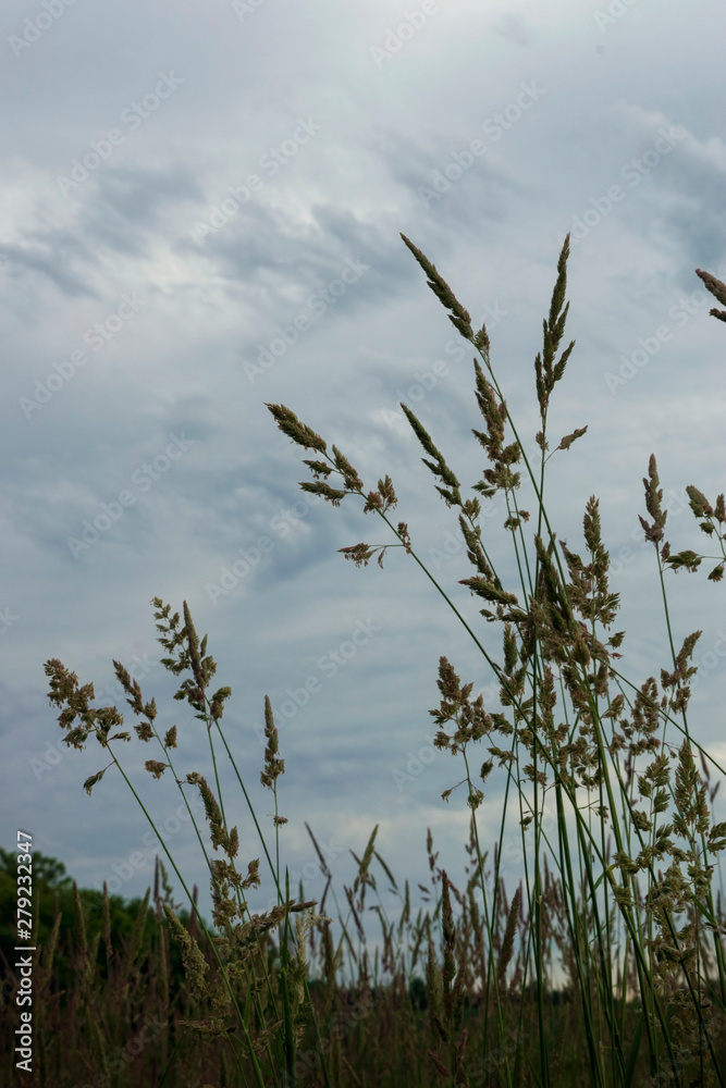 Obraz premium Tall grass and cloudy sky before rain