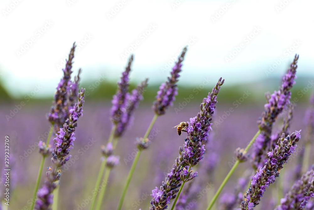 Close-up of purple lavender flowers with bee, sustainable agriculture fields in Provence, France Close-up of purple lavender flowers with bee, sustainable agriculture fields in Provence, France