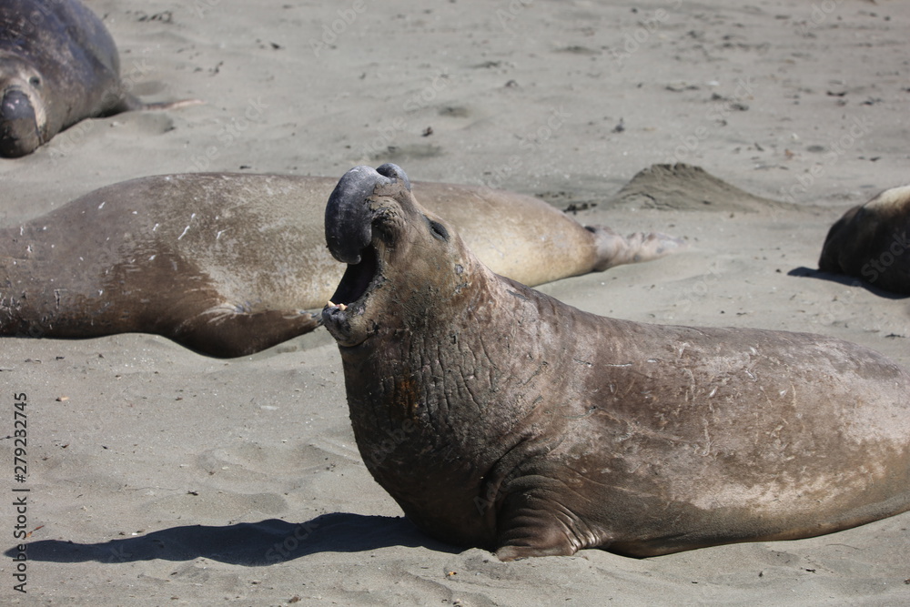 Fototapeta premium Elephant seal