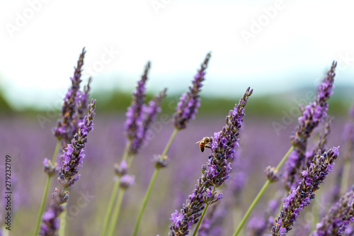 Close-up of purple lavender flowers with bee  sustainable agriculture fields in Provence  France