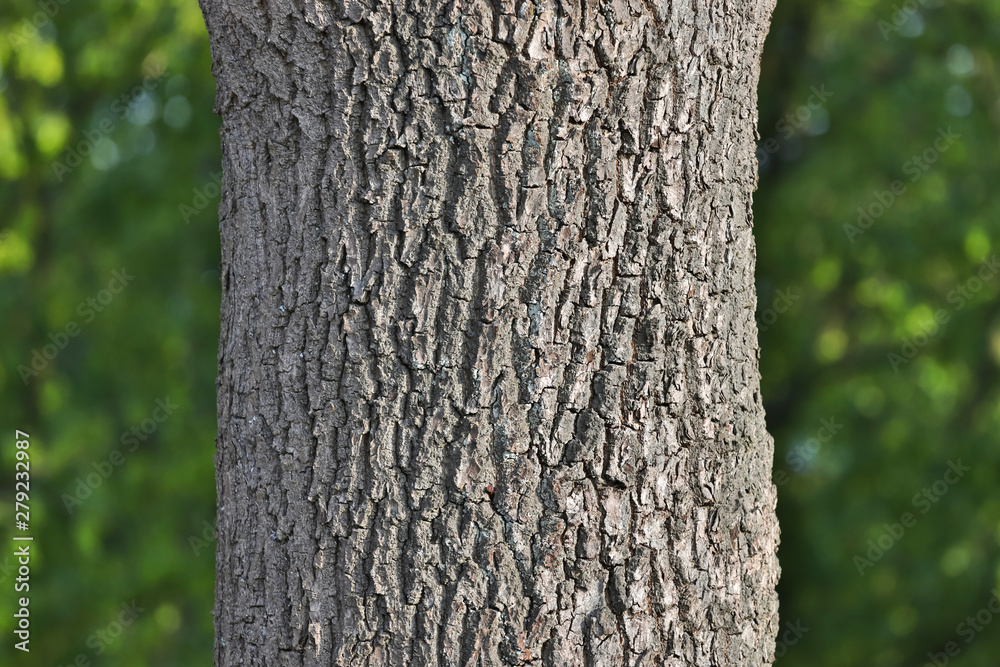 tree bark forest background