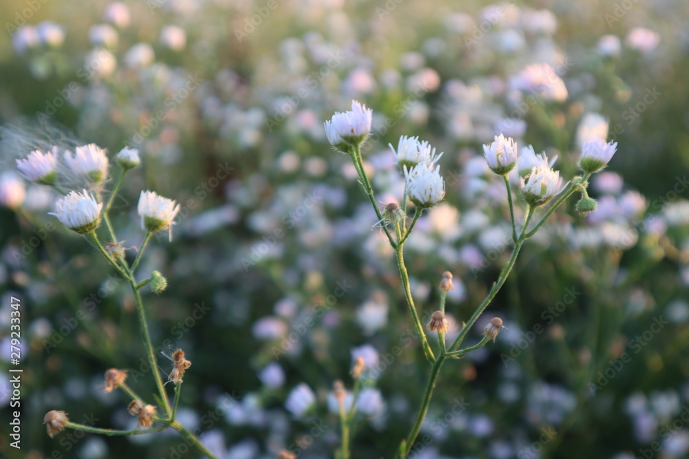 Flower Flower