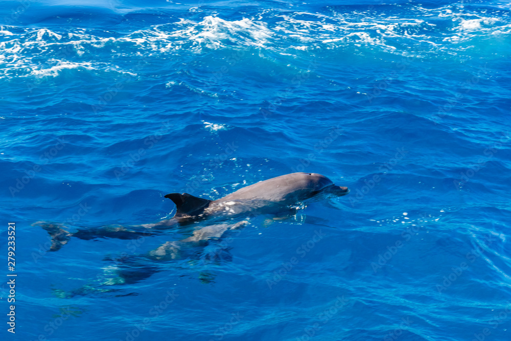 Obraz premium Dolphins in Red sea not far from the Hurghada city, Egypt