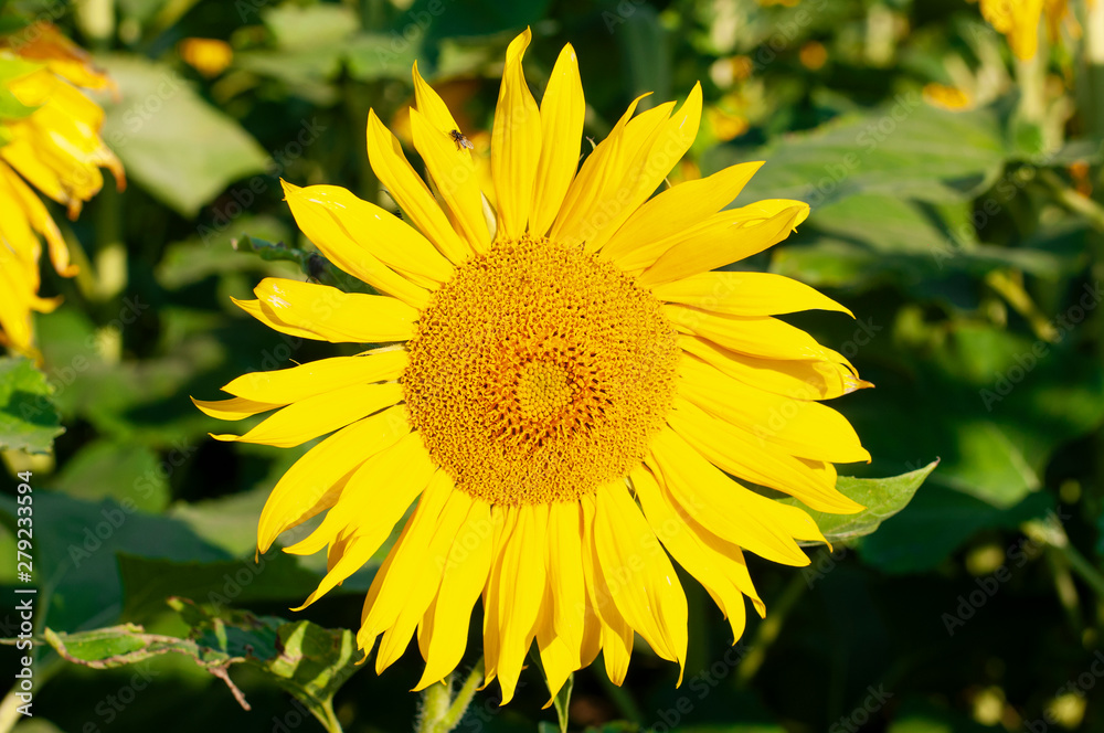 Sunflower natural background.Sunflower blooming. Sunflower natural background.Sunflower blooming.