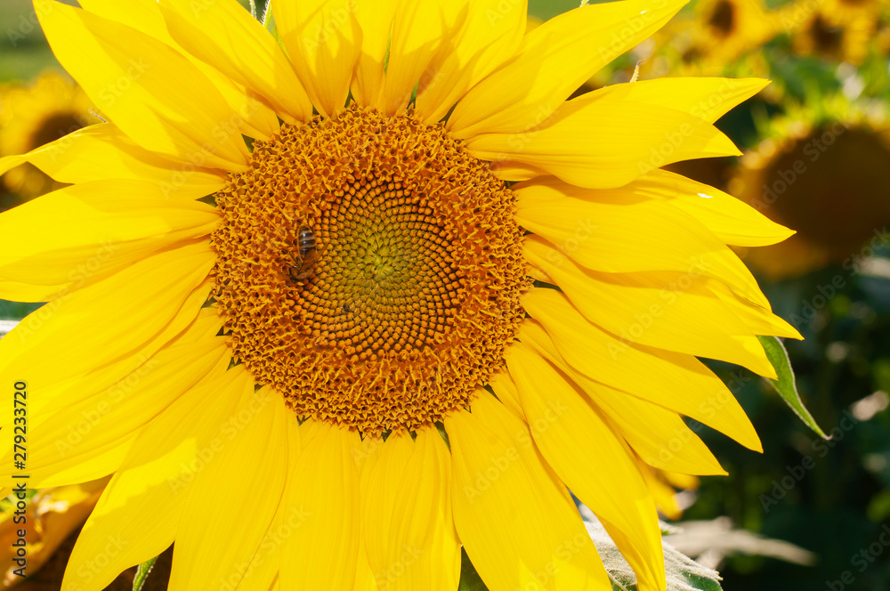 Bee collecting pollen from sunflowers head in the nature. Bee collecting pollen from sunflowers head in the nature.