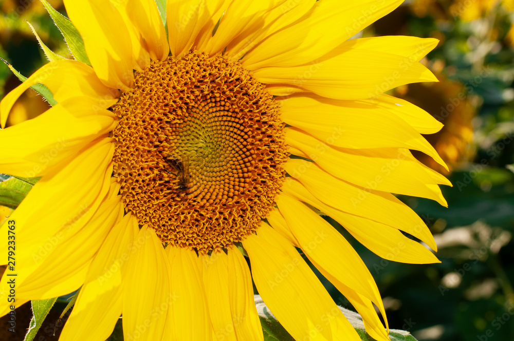 Obraz premium Bee collecting pollen from sunflowers head in the nature.