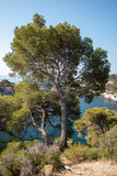 Pine tree on rocky coast of mediterranean sea
