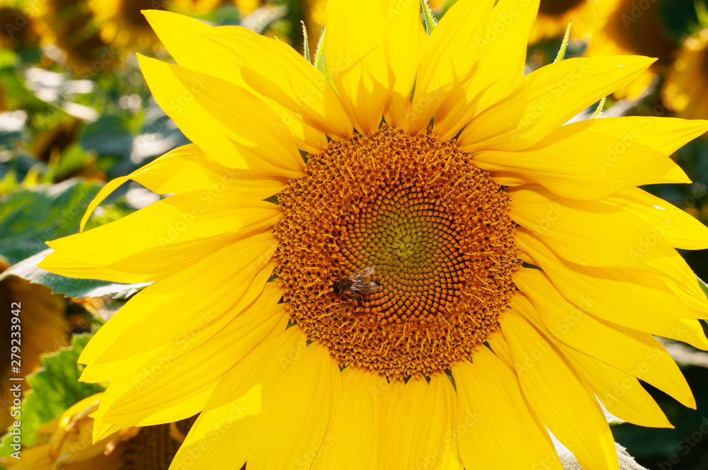 Naklejka premium Bee collecting pollen from sunflowers head in the nature.