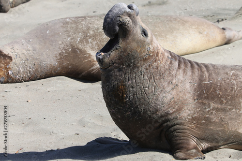 Elephant seal