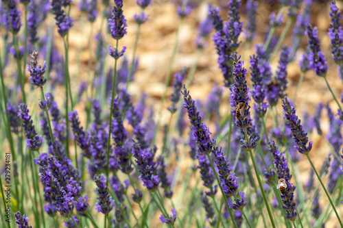 Close-up of purple lavender flowers with bee, sustainable agriculture fields in Provence, France © nomadkate