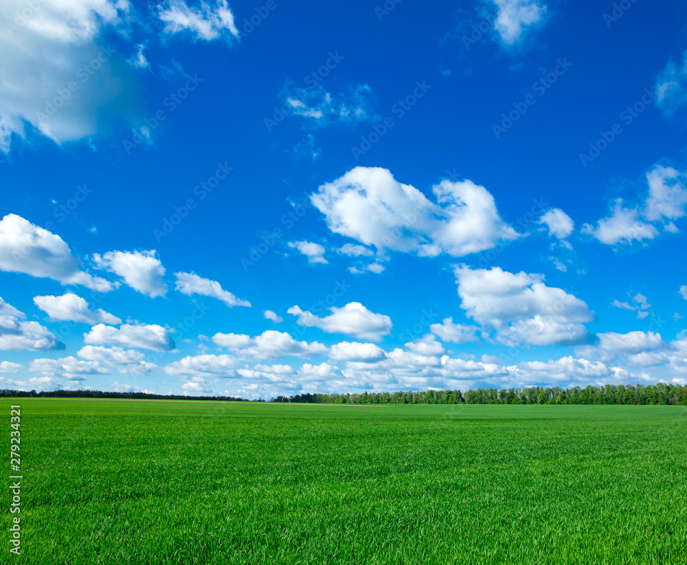 field of grass and perfect sky field of grass and perfect sky
