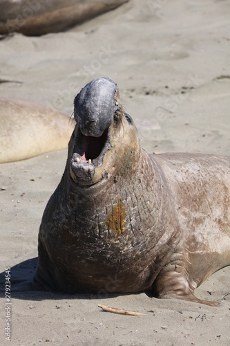 Elephant seal